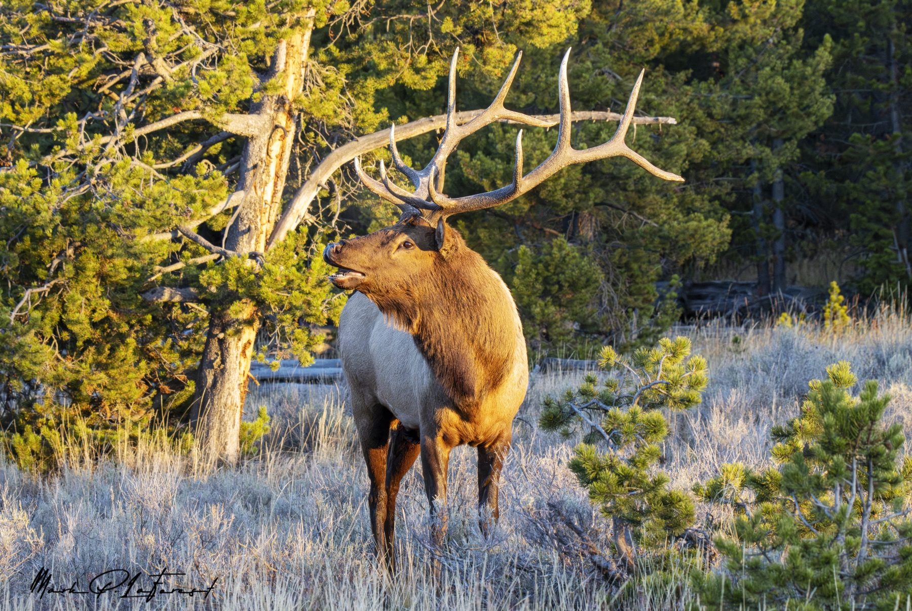 Bull Elk, Yellowstone Lake Lodge, Yellowstone National Park